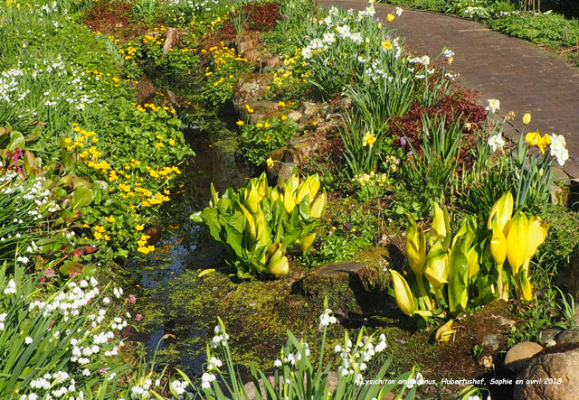 Lysichiton americanus