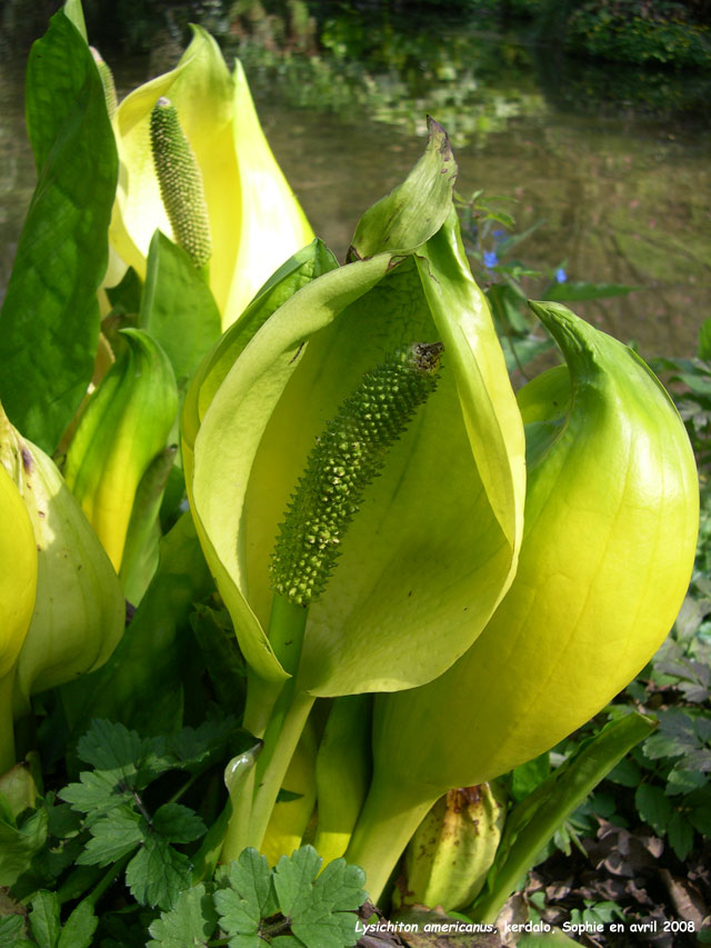 Lysichiton americanus