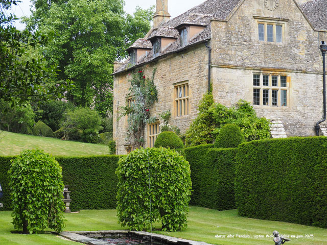 Morus alba 'Pendula'
