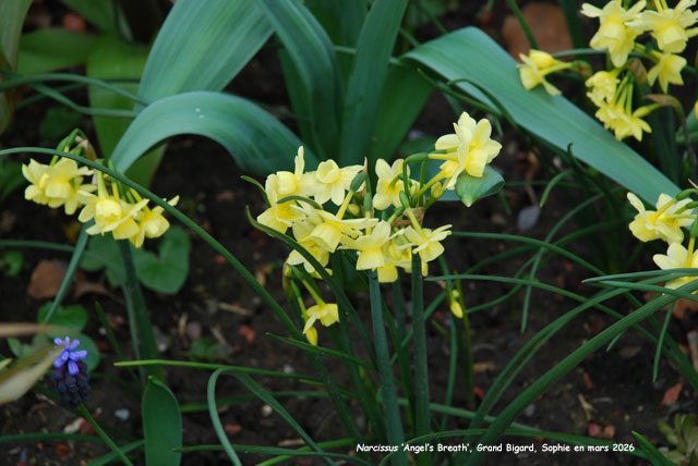 Narcissus 'Angel's Breath'