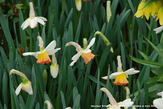 Narcissus 'Golden Harvest'