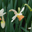 Narcissus 'British Gamble'