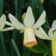 Narcissus 'Carice'