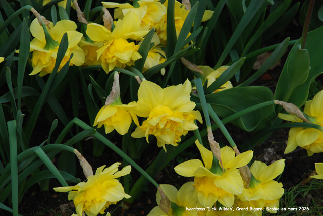 Narcissus 'Dick Wilden'
