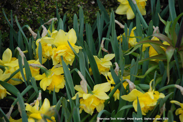 Narcissus 'Dick Wilden'