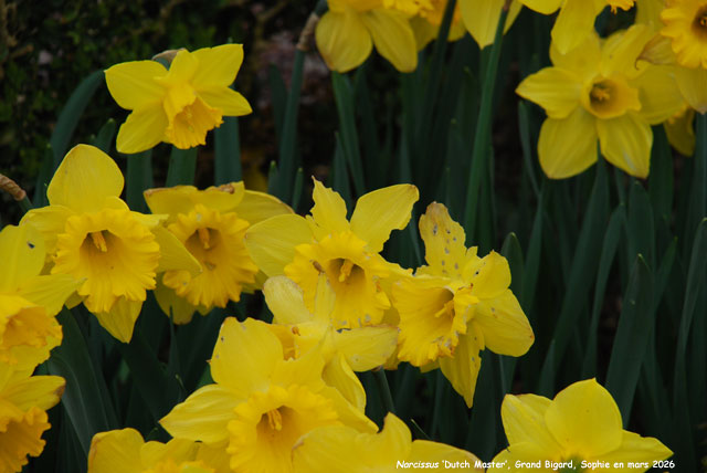 Narcissus 'Dutch Master'