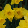 Narcissus 'Classic Garden'