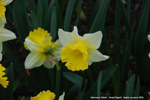 Narcissus 'Classic Garden'