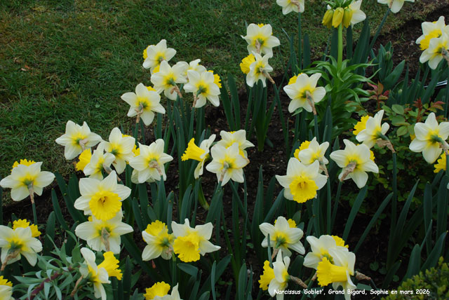 Narcissus 'Classic Garden'