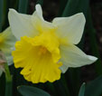 Narcissus 'goblet'