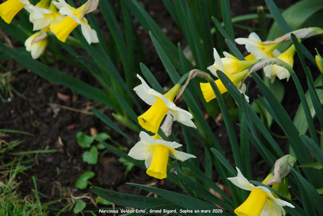 Narcissus 'Golden Echo'