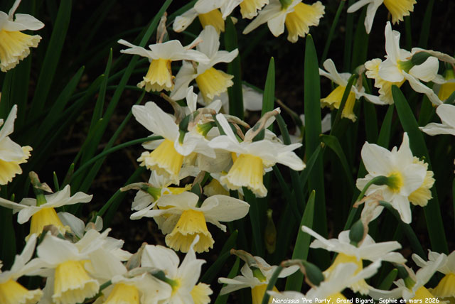 Narcissus 'Pre Party'