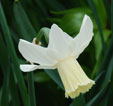 Narcissus 'Prinses Amalia'