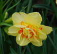 Narcissus 'Tahiti'