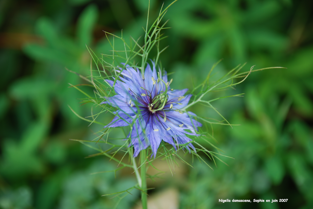 Nigella damascena