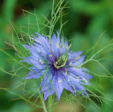 Nigella damascena