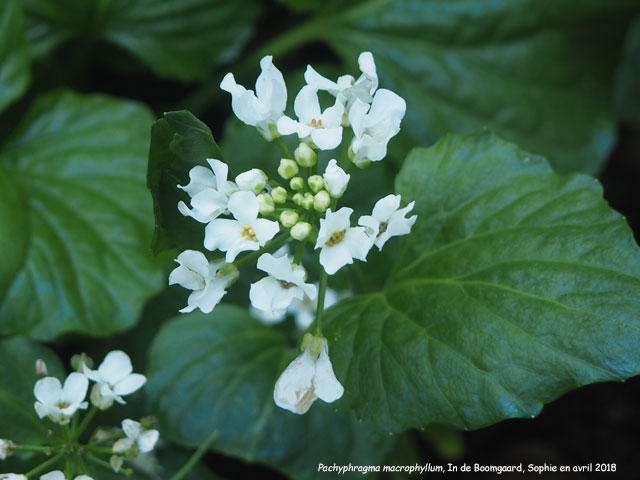 Pachyphragma macrophyllum