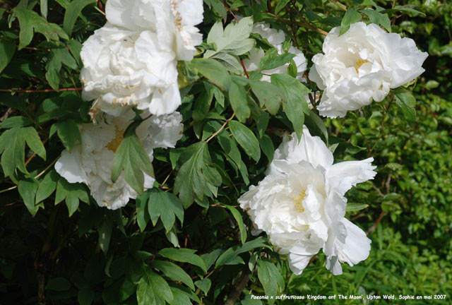 Paeonia x suffruticosa 'Kingdom of The Moon'