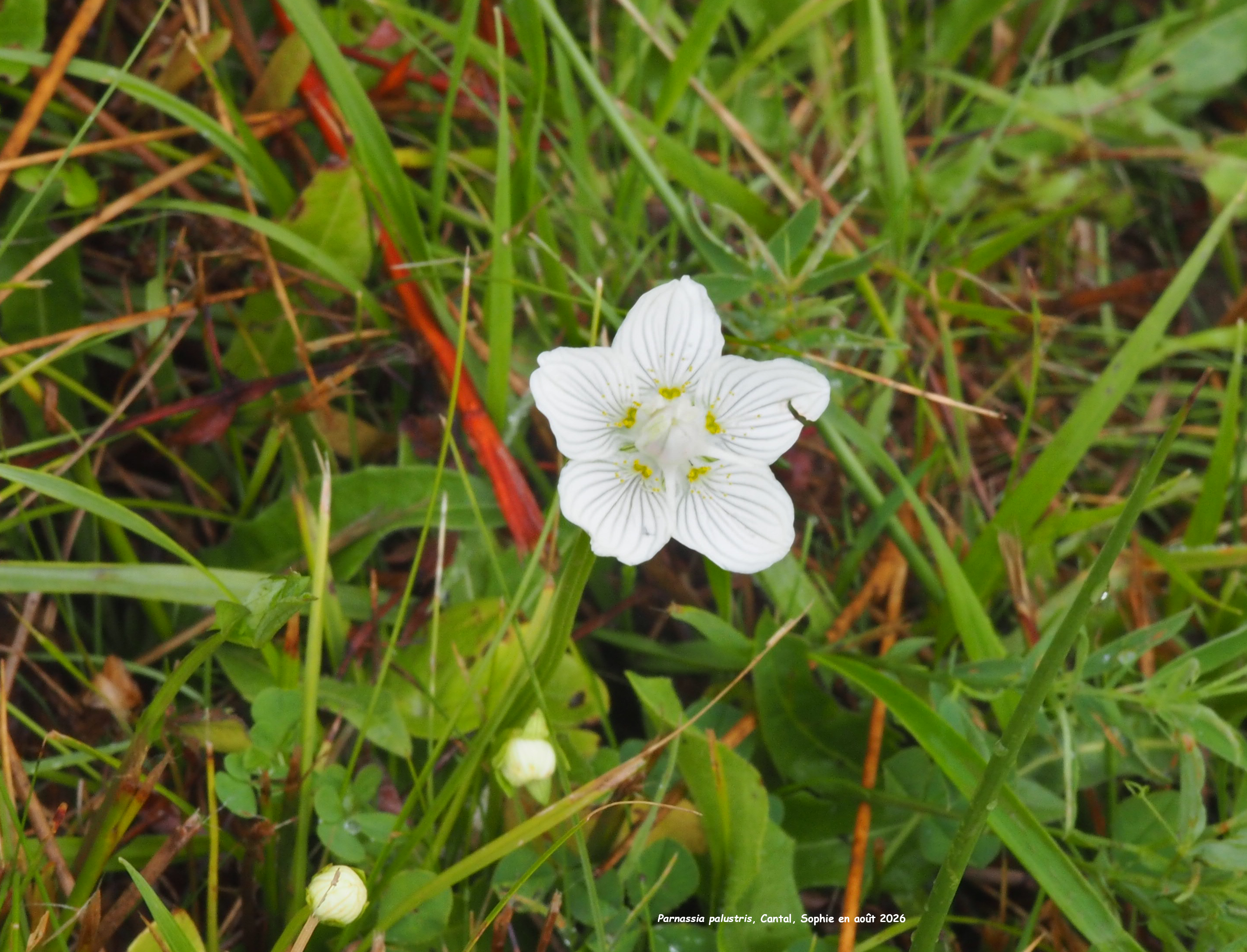Parnassia palustris