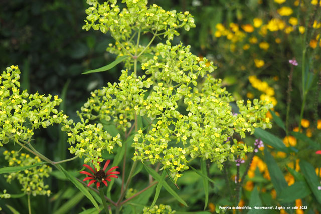 Patrinia scabiosifolia