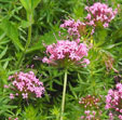 Phuposis stylosa 'Purpurea'