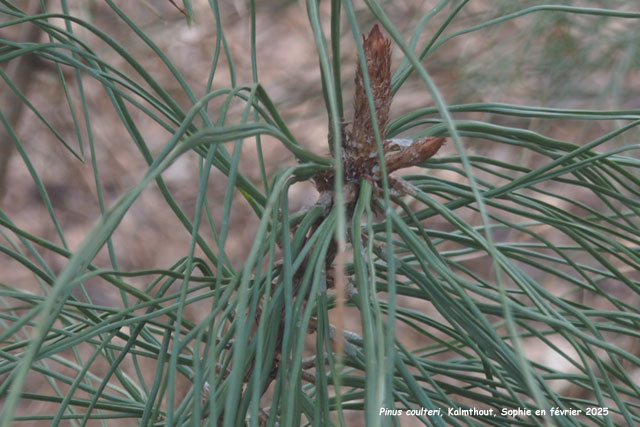 Pinus coulteri