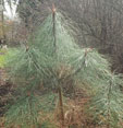 Pinus coulteri