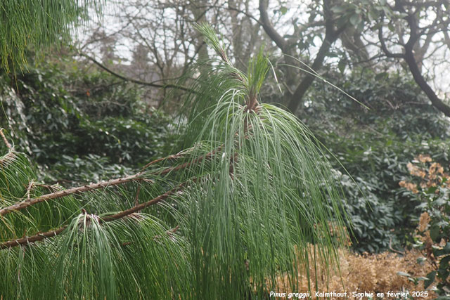 Pinus greggii