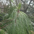 Pinus greggii