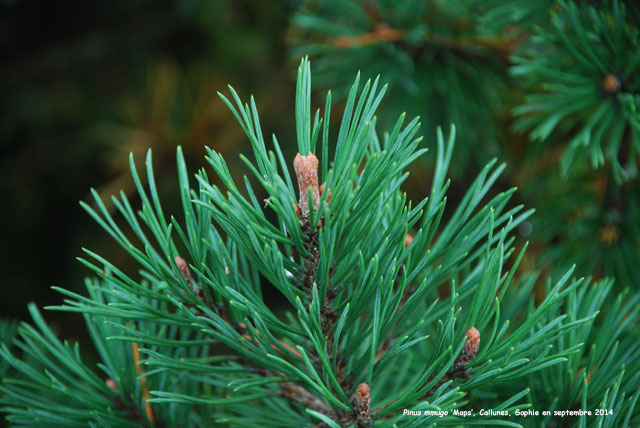 Pinus mugo 'Mops'