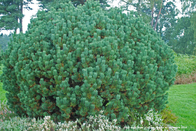 Pinus mugo 'Mops'