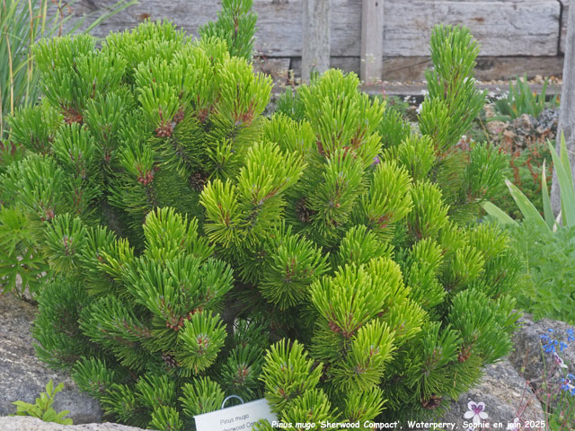 Pinus mugo 'Sherwood Compact'