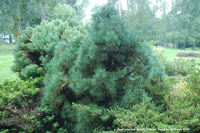 Pinus nigra 'Moseri'