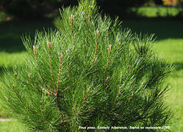 Pinus pinea