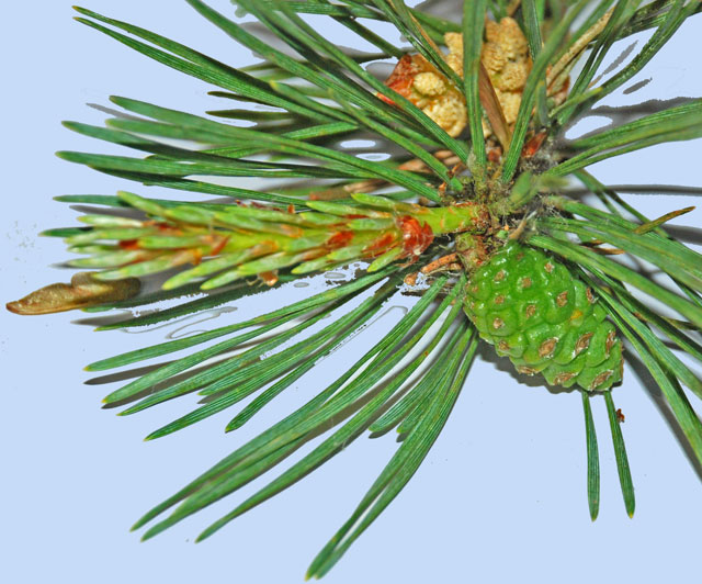 Pinus sylvestris