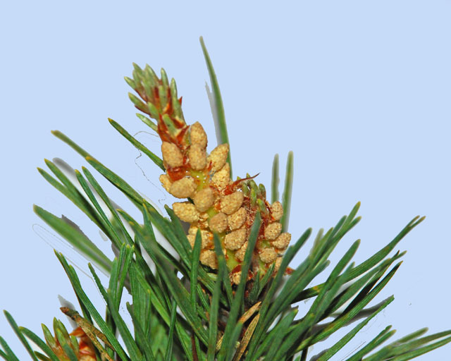 Pinus sylvestris