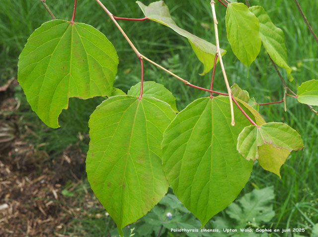 Poliothyrsis sinensis