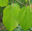 Poliothyrsis sinensis