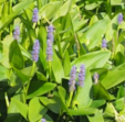 Pontederia cordata