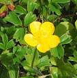 Potentilla aurea ssp. chrysocraspeda