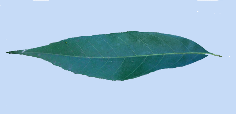 Quercus myrsinifolia