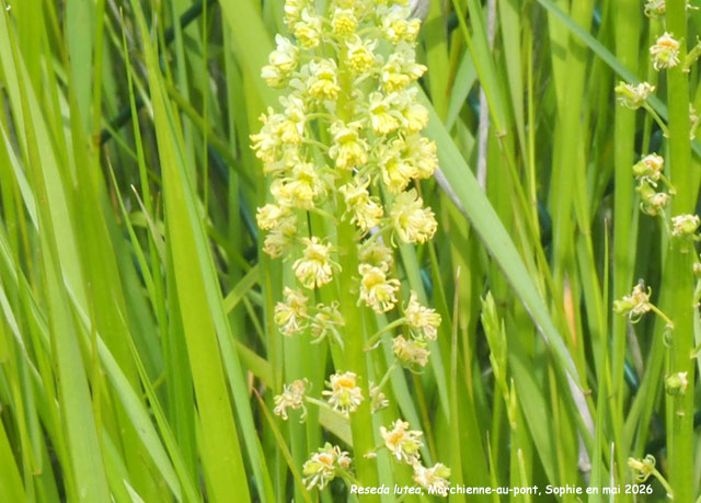 Reseda lutea