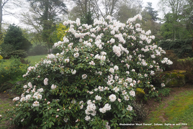Rhododendron 'Mount Everest'