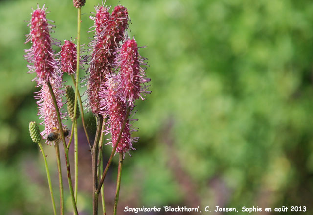 Sanguisorba 'Blackthorn'