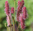 Sanguisorba 'Blackthorn'