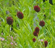 Sanguisorba officinalis 'Martin's Mulberry'