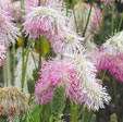 Sanguisorba 'Pink Brushes'