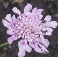 Scabiosa 'Pink Mist'