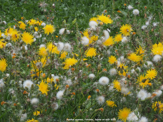 Sonchus arvensis