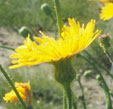 Sochus arvensis